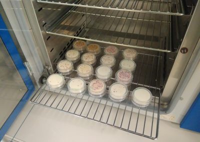 Piastre di E. coli per la verifica di efficacia in prove di disinfezione di acqua potabile e reflua