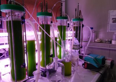 Reattore alla scala laboratorio per il trattamento delle acqua con consorzi di microalghe/batteri